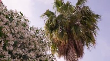 Uzun bir palmiye ağacı çiçek açan bir çalılığın yanında duruyor, güneşli bir günde güneşleniyorlar..