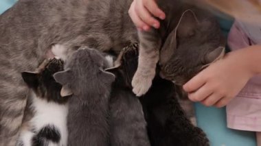 Bir çocuk, evdeki sıcak bir anda anne kedi ve sevimli yavrularıyla sevgi dolu bir şekilde etkileşime girer..