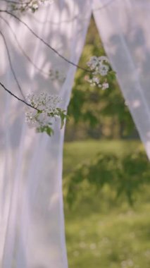 Narin perdeler rüzgarda dalgalanır. Güneşin altında açan çiçeklerle süslenmiş dallar..