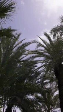 Palmiye yaprakları güneşin altında yavaşça sallanır ve tropik bir ortamda sakin bir atmosfer yaratır..