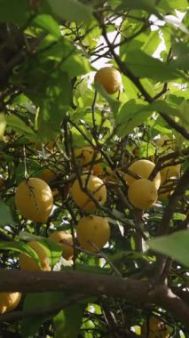 Limonlar olgun ve bol miktarda ağaçta, güneş ışığında canlı yeşil yapraklarla çevrili..