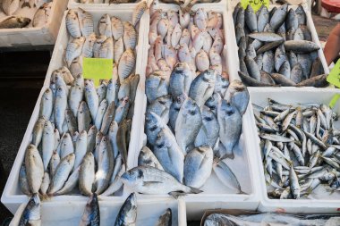 Canlı taze balık dizisi sabah saatlerinde hareketli bir pazarda satılığa çıkarak yerel avları gözler önüne seriyor..