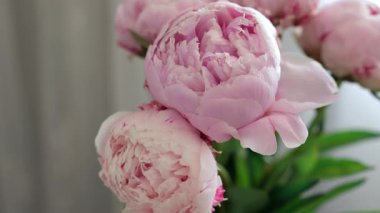 Gri arka planda güzel pembe şakayık buketi.