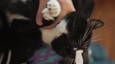 Siyah ve beyaz bir kedi, sevimli maskaralıklarını ve kişiliğini sergileyerek sahibine neşeyle sarılıyor..