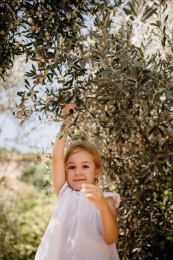 Genç bir kız, neşeyle gülümserken neşeyle meyve ararken zeytin koruluğunda güneşli bir günün tadını çıkarıyor..