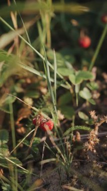 Bu güneşli bahçede yemyeşil çimenler ve bitkiler arasında olgunlaşmış yabani çileklerin tadını çıkarın..