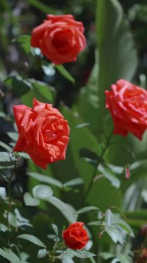 Güzel turuncu güller yazın açık gökyüzünün altında yeşillikle dolu yemyeşil bir bahçede büyür..