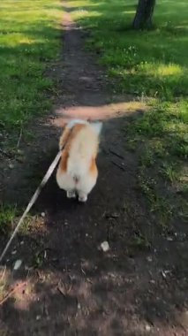 Güneşli bir öğleden sonra, bir Corgi mutlu bir şekilde park yolunda yürüyor, yeşilliğin ve sıcaklığın tadını çıkarıyor..