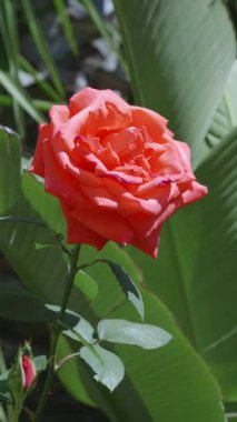 Göz kamaştırıcı bir turuncu gül yeşil yaprakların arasında açılır, güzel ve canlı renkler sergiler..