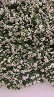Küçük, narin çiçeklerin yoğun bir görüntüsü canlı bir bahçe alanını dolduruyor, güzellikleri ve renkleri gözler önüne seriyor..