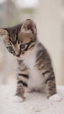 Küçük, oyuncu bir kedi yavrusu, yumuşak çevresini merak ve enerjiyle araştırır..