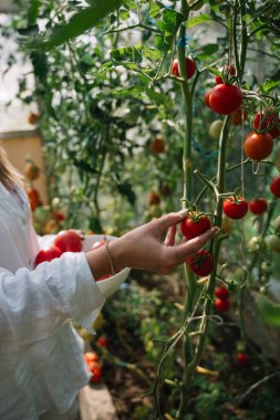Bir insan gelişmekte olan bir sera bahçesindeki yeşil bir sarmaşıktan olgun domatesleri nazikçe toplar..