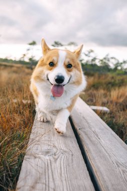 Neşeli bir Corgi, gün batımında sakin bir manzarada uzun otlarla çevrili ahşap bir patika boyunca yürür..