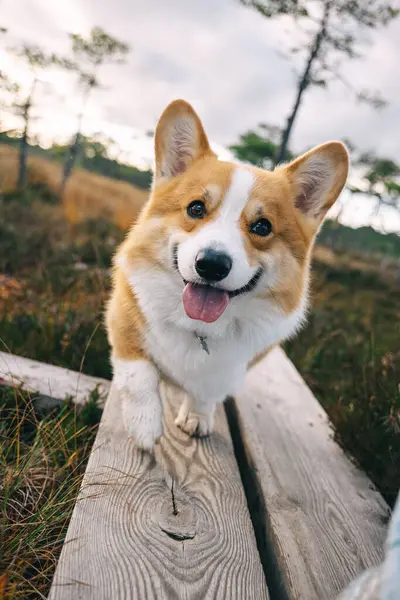 Neşeli bir Corgi ahşap bir yolda yürüyor, çimenli bir parkta güneşli bir günün tadını çıkarıyor..