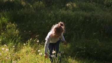 Sevimli 3 yaşında bir kız bahar güneşli arka planda karahindibaları kaldırır ve üfler.
