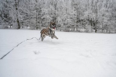 Akita inu Dog with gray fur is running through the snow during winter