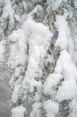 Close-up lots of snow on a fir tree during winter