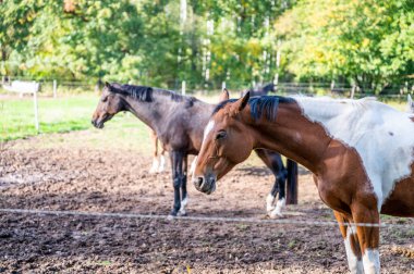Two horses with brown and white fur standing on a paddock during summer with forest in background, side view