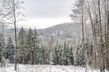 Beautiful winter landscape with forest and lots of fir trees, mountain range in the background, odenwald
