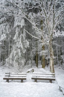 Two wooden benches in front of the forest during winter with lots of snow