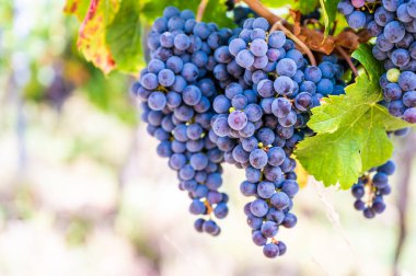 Close-up two blue grapes hang on a vine plant in a wine country during autumn, sunlight