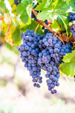 Close-up two blue grapes hang on a vine plant in a wine country during autumn, sunlight