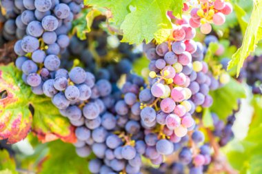 Close-up blue wine grapes hang on a vine plant in a wine country during autumn, sunlight