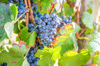 Close-up blue wine grapes hang on a vine plant in a wine country during autumn, green leafs around the grapes