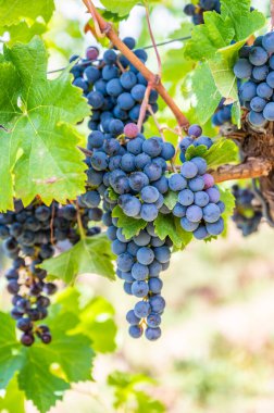 Close-up blue wine grapes hang on a vine plant in a wine country during autumn, green leafs around the grapes