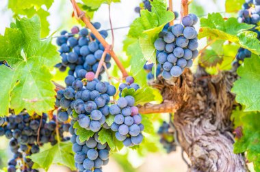 Close-up blue wine grapes hang on a vine plant in a wine country during autumn, green leafs around the grapes
