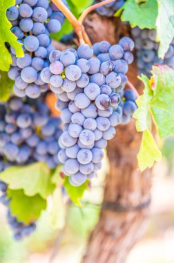 Close-up blue wine grapes hang on a vine plant in a wine country during autumn, green leafs around the grapes