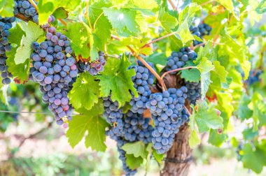 Close-up blue wine grapes hang on a vine plant in a wine country during autumn, green leafs around the grapes