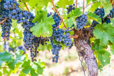 Close-up blue wine grapes hang on a vine plant in a wine country during autumn, green leafs around the grapes