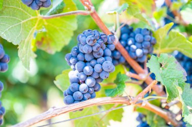 Close-up blue wine grapes hang on a vine plant in a wine country during autumn, green leafs around the grapes