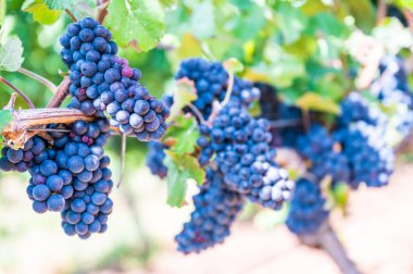 Close-up blue wine grapes hang on a vine plant in a wine country during autumn, green leafs around the grapes