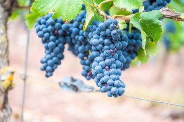 Close-up blue wine grapes hang on a vine plant in a wine country during autumn, green leafs around the grapes
