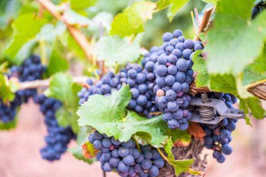 Close-up blue wine grapes hang on a vine plant in a wine country during autumn, green leafs around the grapes