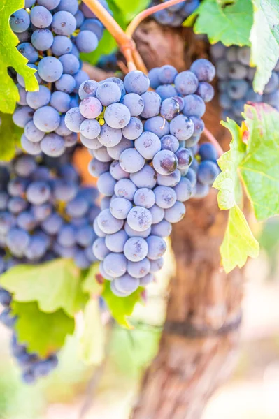 Close-up blue wine grapes hang on a vine plant in a wine country during autumn, green leafs around the grapes
