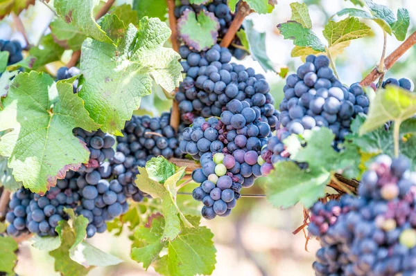 Close-up blue wine grapes hang on a vine plant in a wine country during autumn, green leafs around the grapes