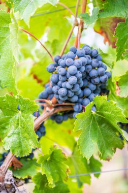 Close-up blue wine grapes hang on a vine plant in a wine country during autumn, green leafs around the grapes