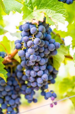 Close-up blue wine grapes hang on a vine plant in a wine country during autumn, green leafs around the grapes