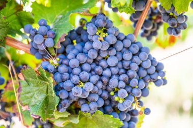 Close-up blue wine grapes hang on a vine plant in a wine country during autumn, sunlight