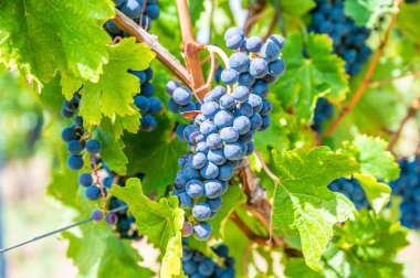 Close-up blue wine grapes hang on a vine plant in a wine country during autumn, green leafs around the grapes