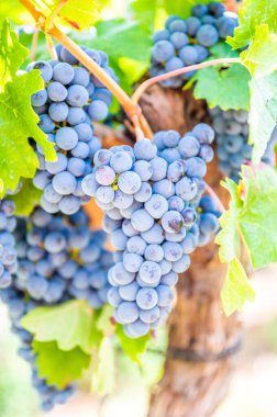 Close-up blue wine grapes hang on a vine plant in a wine country during autumn, green leafs around the grapes