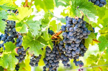 Close-up blue wine grapes hang on a vine plant in a wine country during autumn, green leafs around the grapes