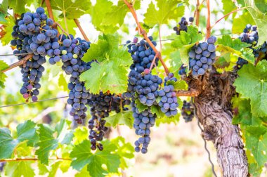 Close-up blue wine grapes hang on a vine plant in a wine country during autumn, green leafs around the grapes
