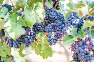Close-up blue wine grapes hang on a vine plant in a wine country during autumn, green leafs around the grapes