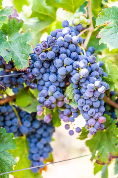 Close-up blue wine grapes hang on a vine plant in a wine country during autumn, green leafs around the grapes