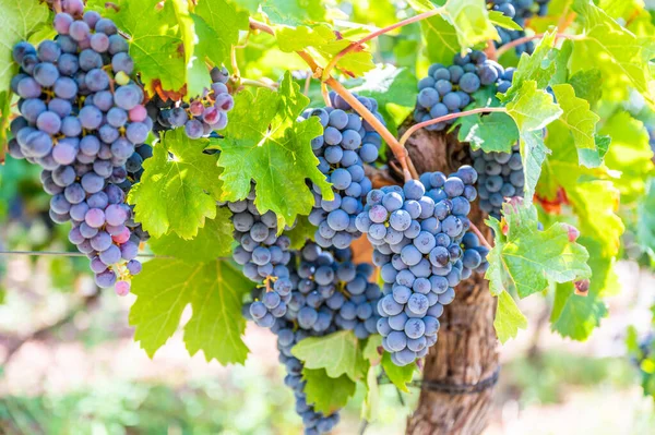Close-up blue wine grapes hang on a vine plant in a wine country during autumn, green leafs around the grapes