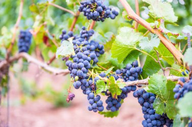 Close-up blue wine grapes hang on a vine plant in a wine country during autumn, green leafs around the grapes
